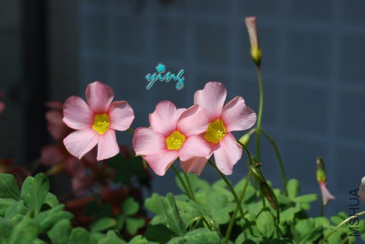 spring charm pink0.jpg
