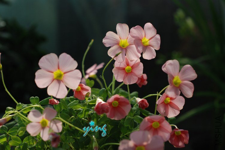 spring charm pink1.jpg