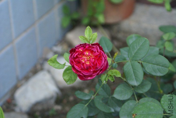 DSC06016_����.jpg
