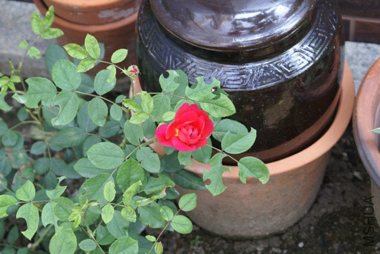 DSC06000_����.jpg
