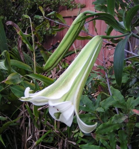 Lilium_puerense.jpg