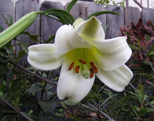 Lilium_puerense_(1).jpg