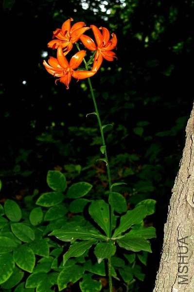 Lilium distichum 2.jpg