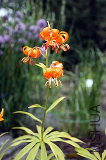 220px-Lilium_medeoloides_220708.jpg