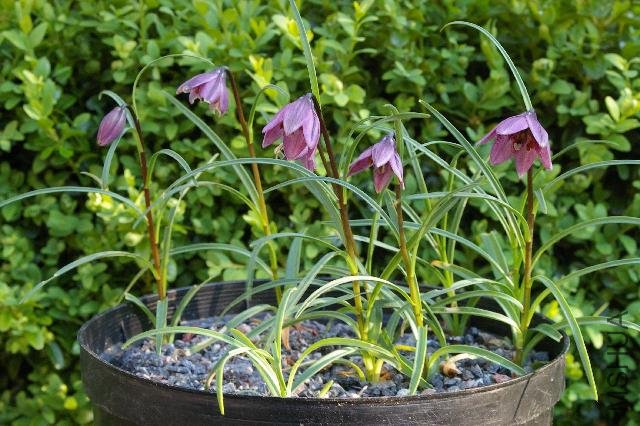 sizedL nanum 606072495.jpg