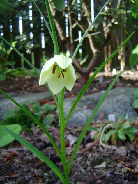 Lilium nanum flavidum 1.jpg