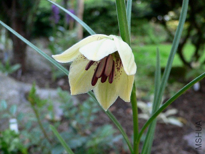 Lilium nanum var_ flavidum.jpg