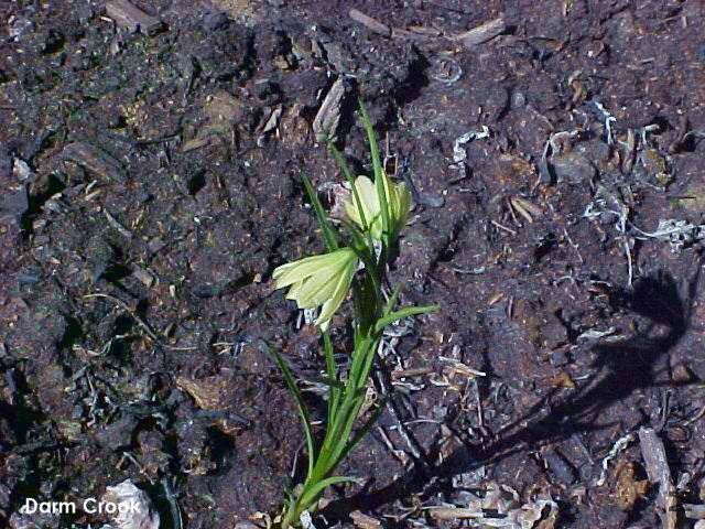 nanum flavidum01.jpg