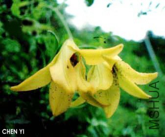 bakerianum aureum1.jpg