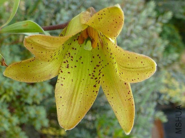 32 Lilium bakerianum var_ aureum.jpg