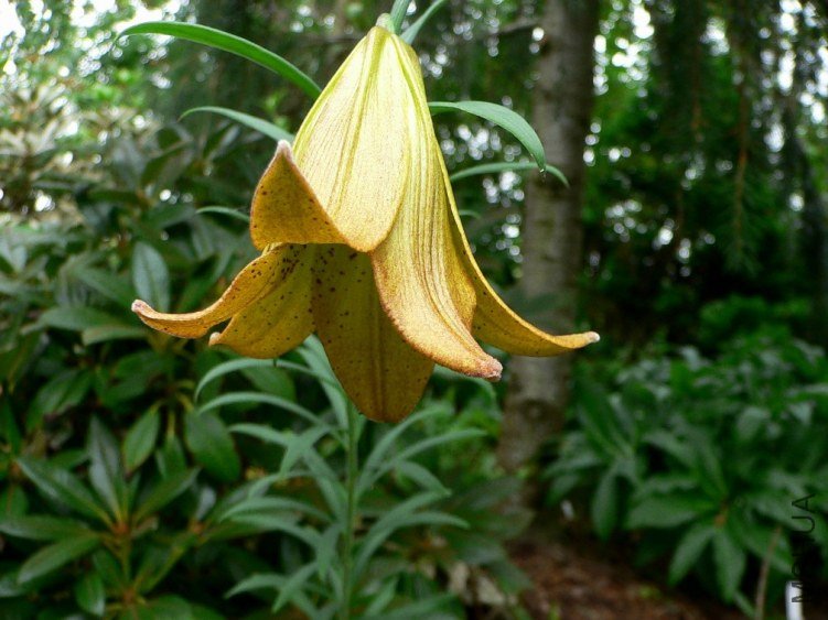 L_ bakerianum v_ delavayi.jpg