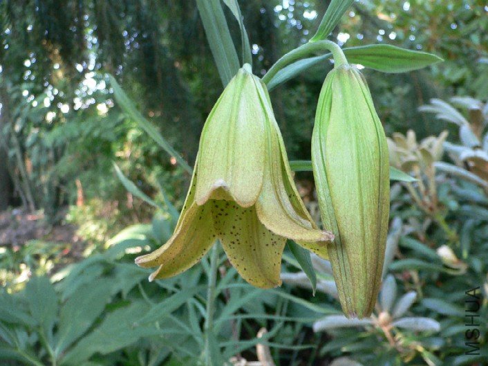 Lilium bakerianum v_ delavayi.jpg