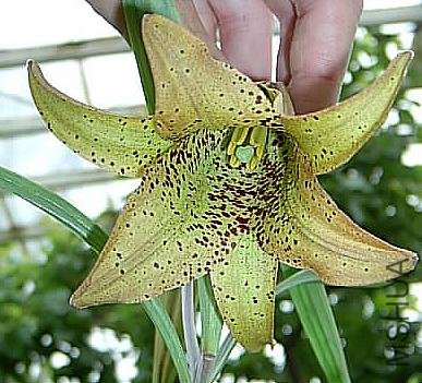 Lilium_bakerianum_2_JLJ.jpg