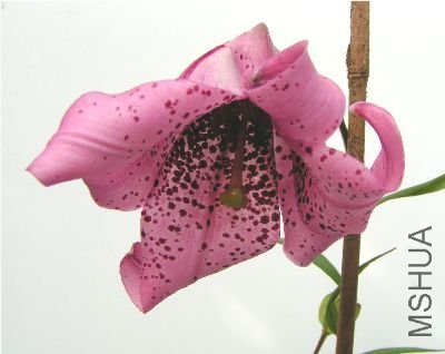 Lilium_amoenum_var_eget.jpg