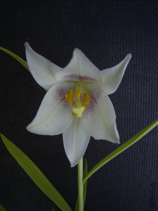 Lilium semperviv1.jpg