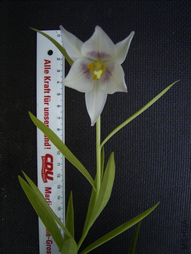 Lilium semperviv2.jpg