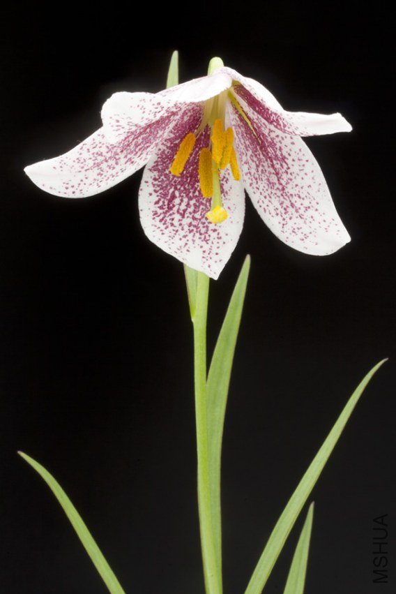 L. sempervivoideum 1.jpg