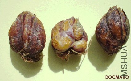 nepalense bulbs1.jpg