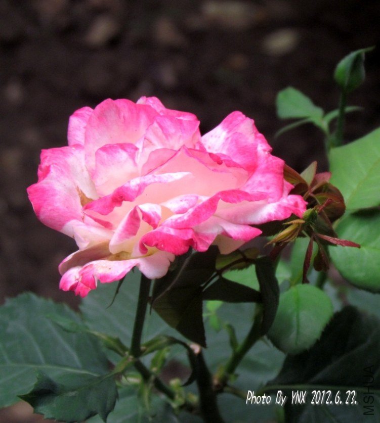 2012.6.23. 037_conew1.jpg