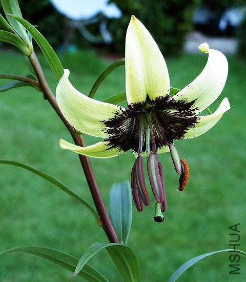 Lilium_primulinum_JLJ.jpg