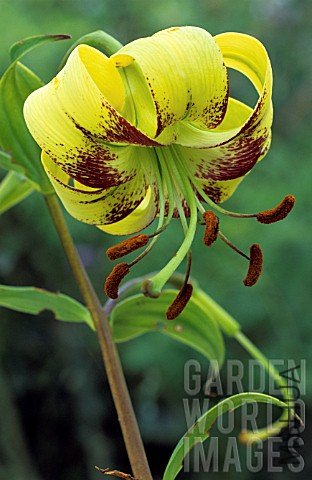 ADE_GIP0094806_LILIUM_NEPALENSE_VAR_OCHRACEUM_LILY_LILY.jpg