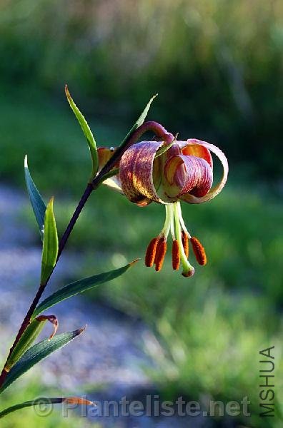 lilium_primulinum_rock.jpg