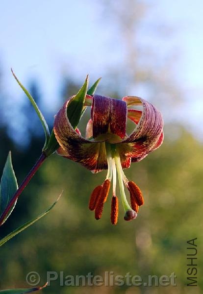 lilium_primulinum_rock_2.jpg