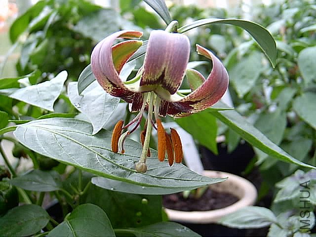 Lilium_primulinum_var_rock_JLJ.jpg
