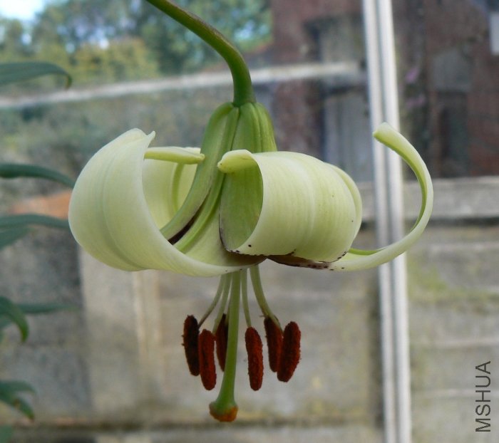 lilium poilanei.jpg