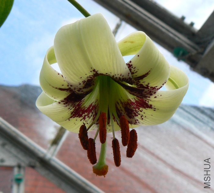 lilium poilanei 1.jpg