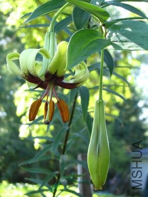 lilium_primulinum_var_burmanicum_0466_300x400.jpg