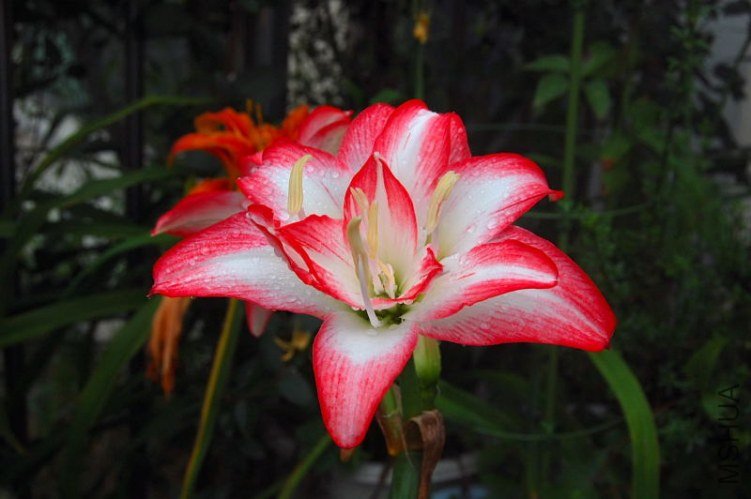 DSC_00480048.JPG