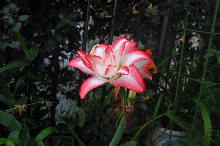 DSC_00470047.JPG