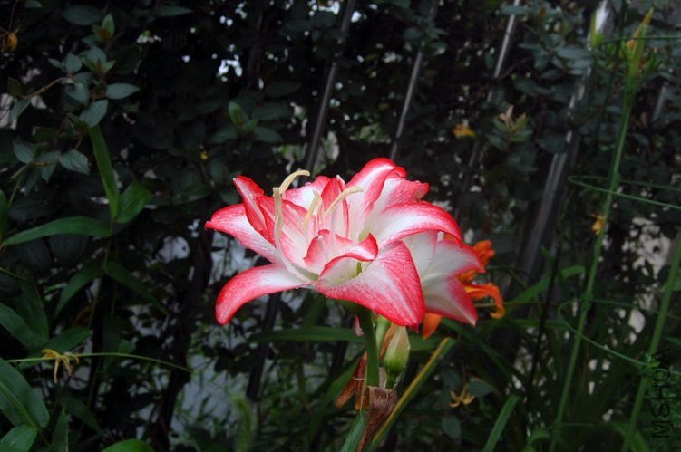 DSC_00460046.JPG