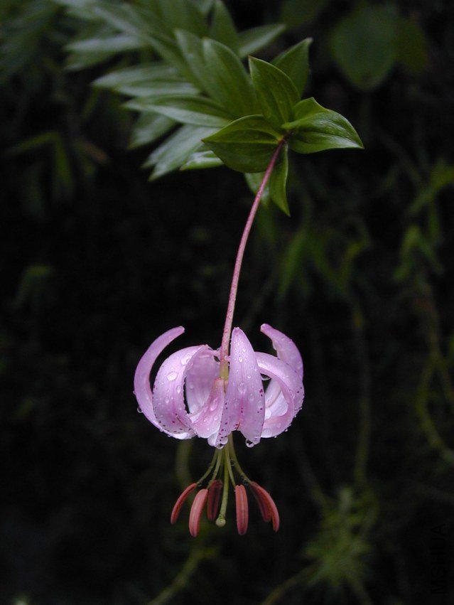 Lilium_wardii.jpg
