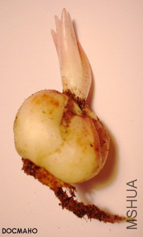 taliense bulb1.jpg