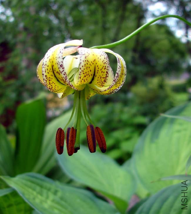 Lilium taliense.jpg