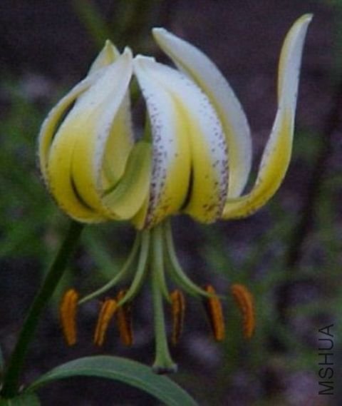 Lilium_taliense_kaichen_DC4.jpg