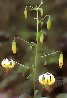 Lilium_taliense_Kaichen_Eddie_McRae.jpg