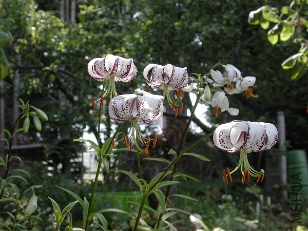 Lilium_duchartrei.jpg