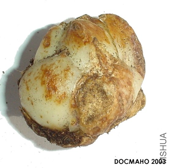 duchartrei bulb1.jpg