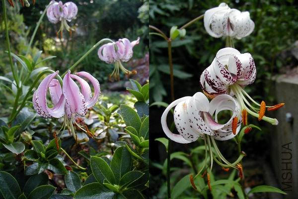 Lilium duchartrei.jpg