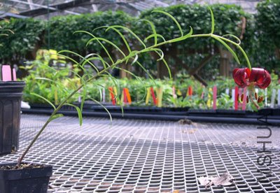 Lilium papilliferum ac0007.jpg