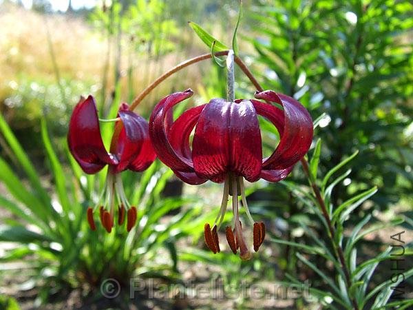 lilium_papilliferum.jpg