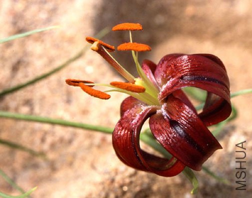 Lilium_papilliferum2.jpg