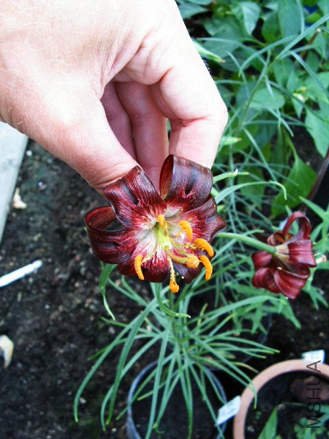 Lilium_papilliferum23.jpg