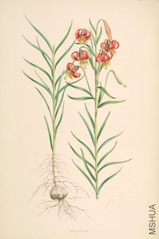 Lilium_callosum.jpg