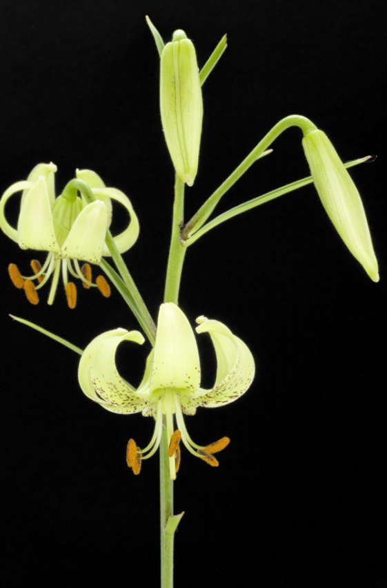 Lilium fargesii 1.jpg
