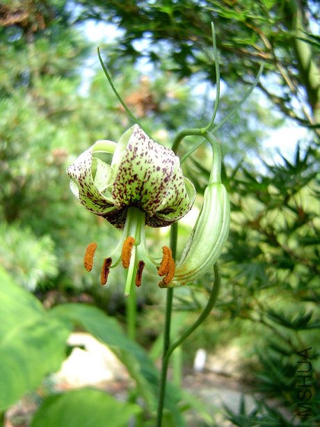 Lilium fargesii 1.jpg
