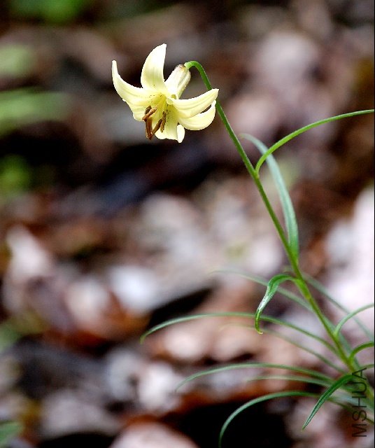 sizedLilium xanthellum close best17562.jpg